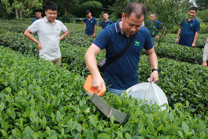 加强采茶设备技能培训 贝绿集团建设学习型企业（图六）