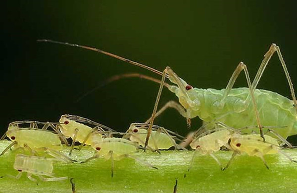 园林机械：春季园林植保蚜虫防治的重要性